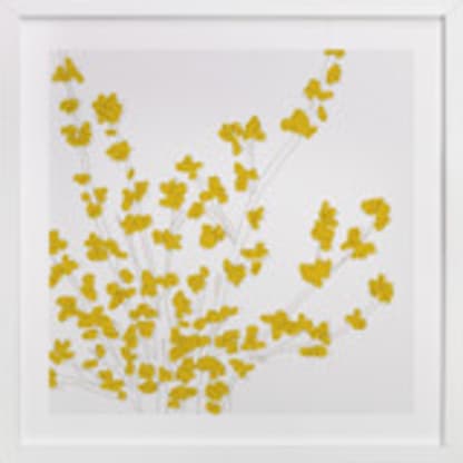 Forsythia
