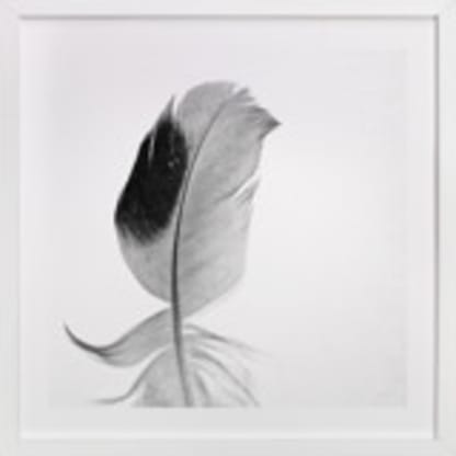 Ruffled Feather