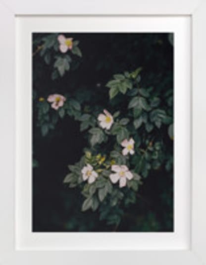 Moody white roses