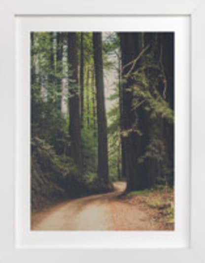 Walk Into the Woods