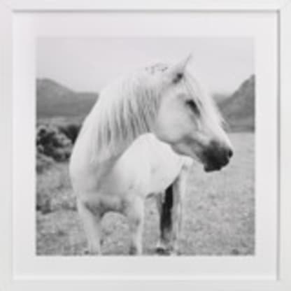 Field Horse