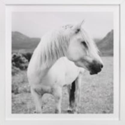 Field Horse