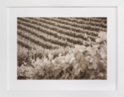 Vineyard Seasons - June, No. 1