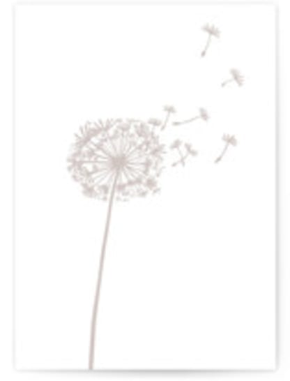 The beauty of dandelion