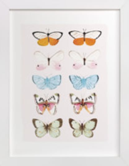 Butterfly Study