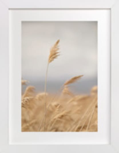 marsh grass