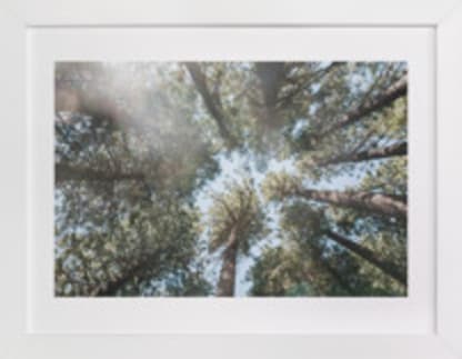 Up at the Trees