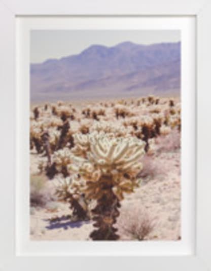 Joshua Tree Cholla