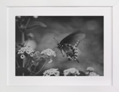 Black Swallowtail