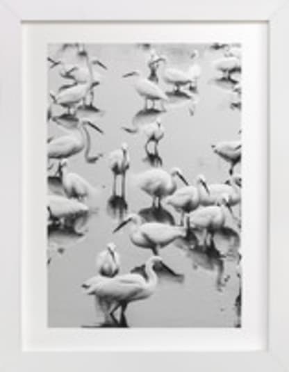 Migratory Birds Part 2