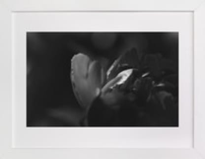 Peony #2