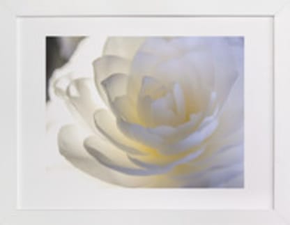 White Camellia