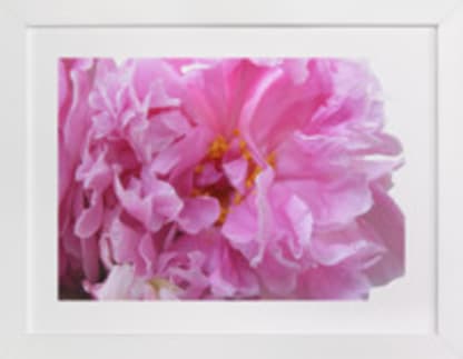 Paeonia I
