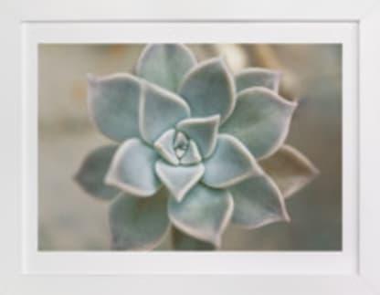 The Succulent 