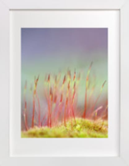 Sporophyte