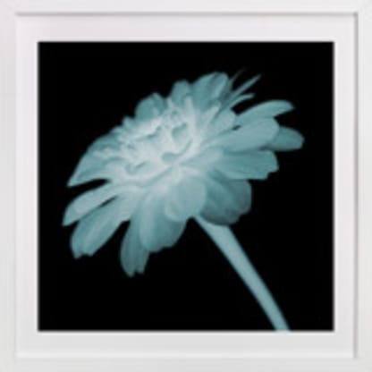 x-ray floral