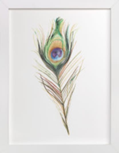 Peacock Feather