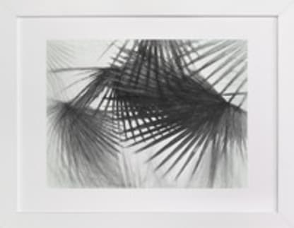 Palms