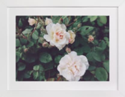 Two Roses