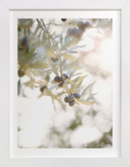 olive branch 1