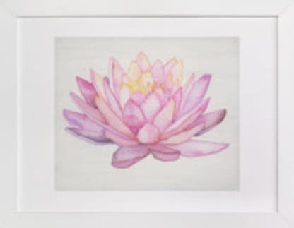 Pink Water Lily 