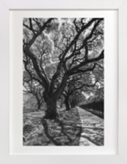 Curly Tree Alley in Oahu