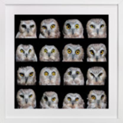 Unique emotions of the Saw-Whet Owl