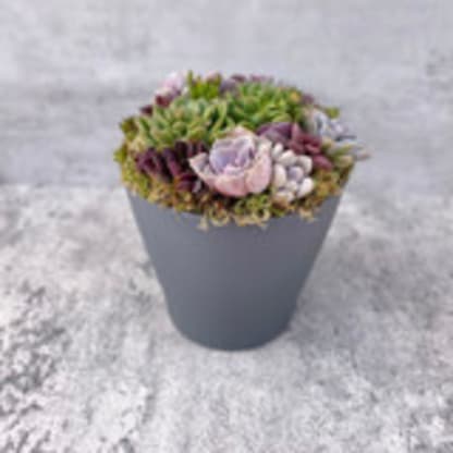 Daydream Believer Succulent Garden