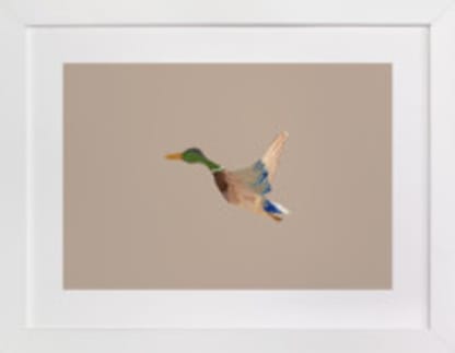 Mallards in Flight 2