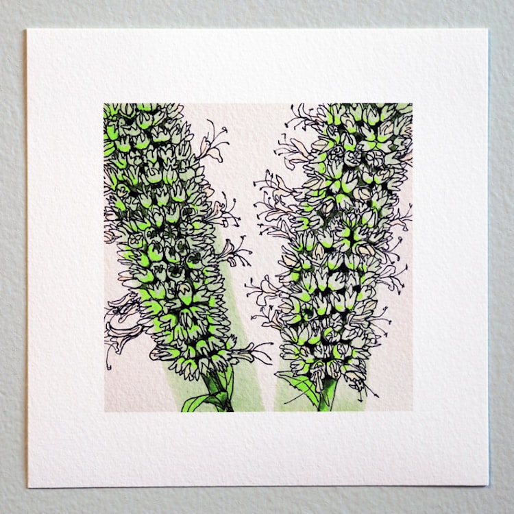 "Garden Sketch Giant Hyssop" - Limited Edition Fine Art Print in green by Janie Allen