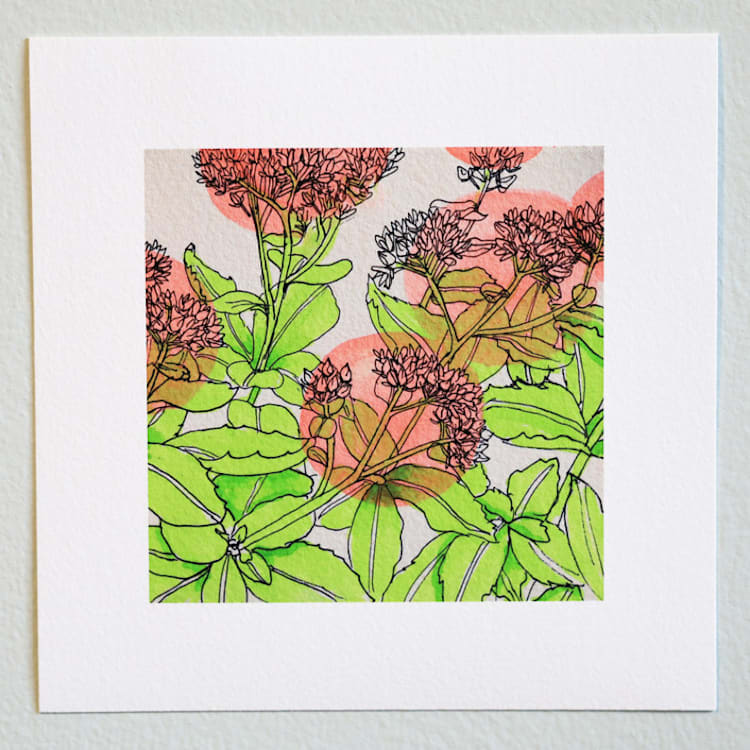 "Garden Sketch Sedum" - Limited Edition Fine Art Print in pink by Janie Allen