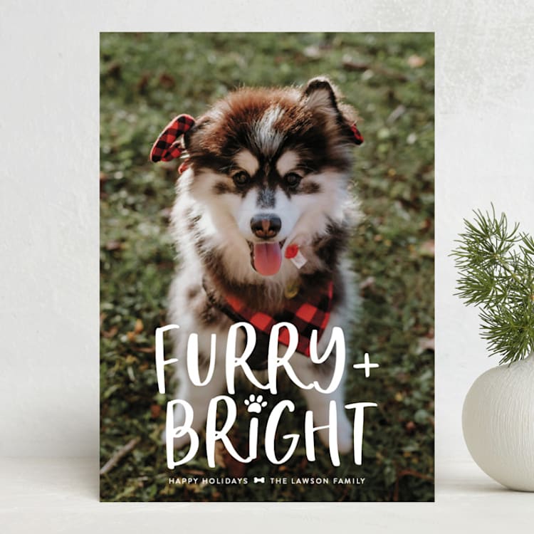 "Bright & Furry" - Holiday Cards in Winter by Ashley Rosenbaum - Front
