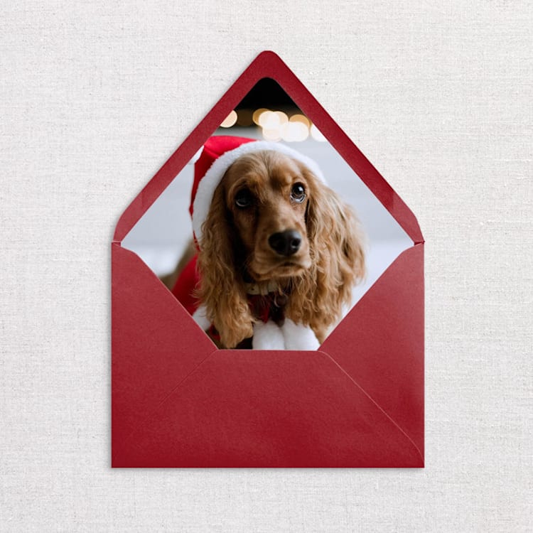 "Custom Pet Photo Envelope Liners, Pack of 25" - Envelope Liners in multicolorassorted-colors by Studio Lavender