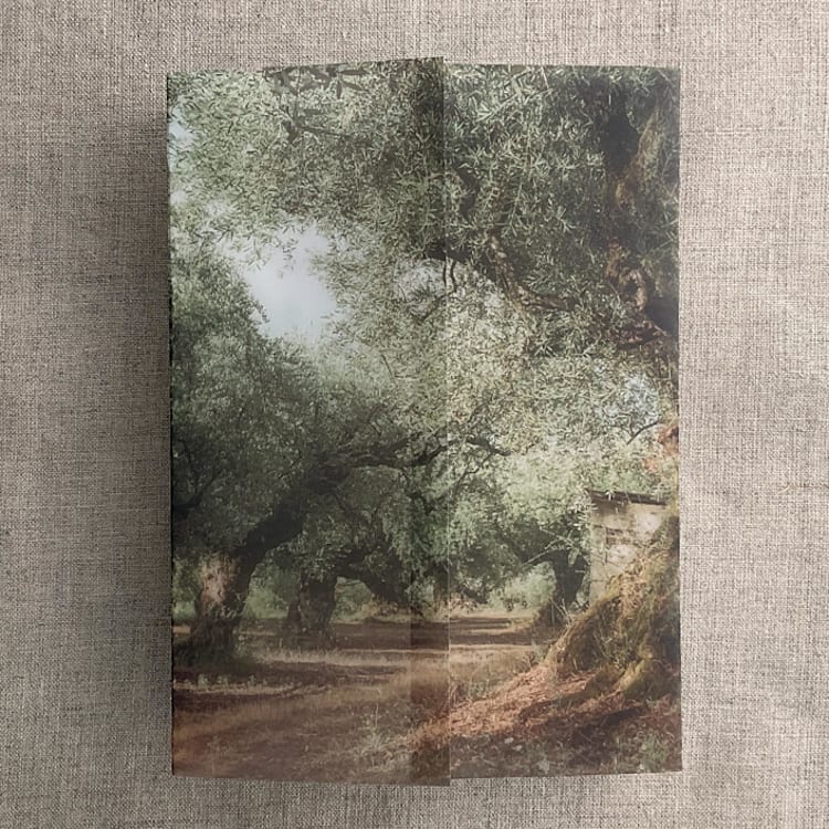 "Olive tree grove fine art landscape printed vellum wrap for 5x7 card | pack of 10" - Invitation Jackets and Overlays in green by Ivory Invitations