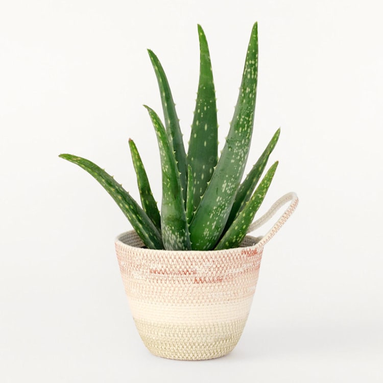 "Desert Flower Small Rope Plant Holder" - Decorative Storage in multicolor by Moriah Okun