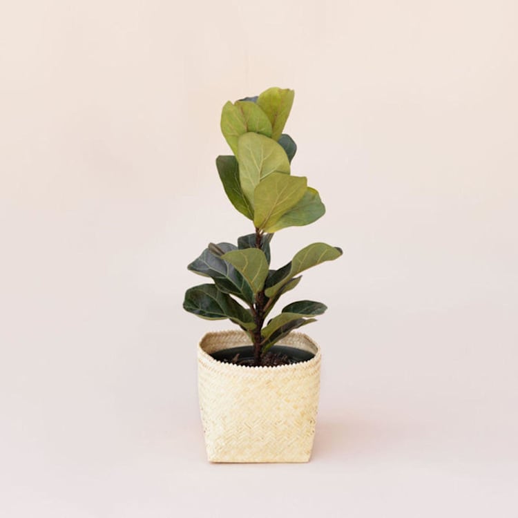 "All Natural Storage Basket" - Decorative Storage in beige by Jennifer Abelev