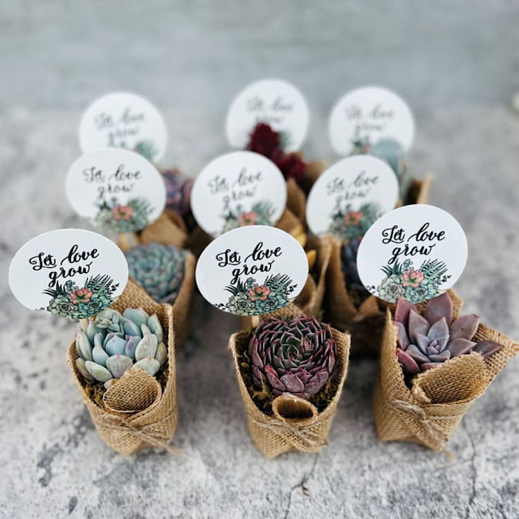 Let Love Grow Succulent Favors in Burlap by Surfside Succulents