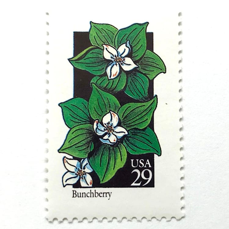 "Bunchberry Postage Stamps | American Wildflower Series | White Green Flower | Botanical | Wedding Stamps | Vintage Unused USPS Postage 29c | Pack of 10" - Postage Stamps in white by Heritage Post House