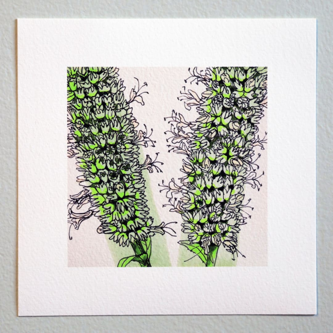 "Garden Sketch Giant Hyssop" - Limited Edition Fine Art Print in green by Janie Allen