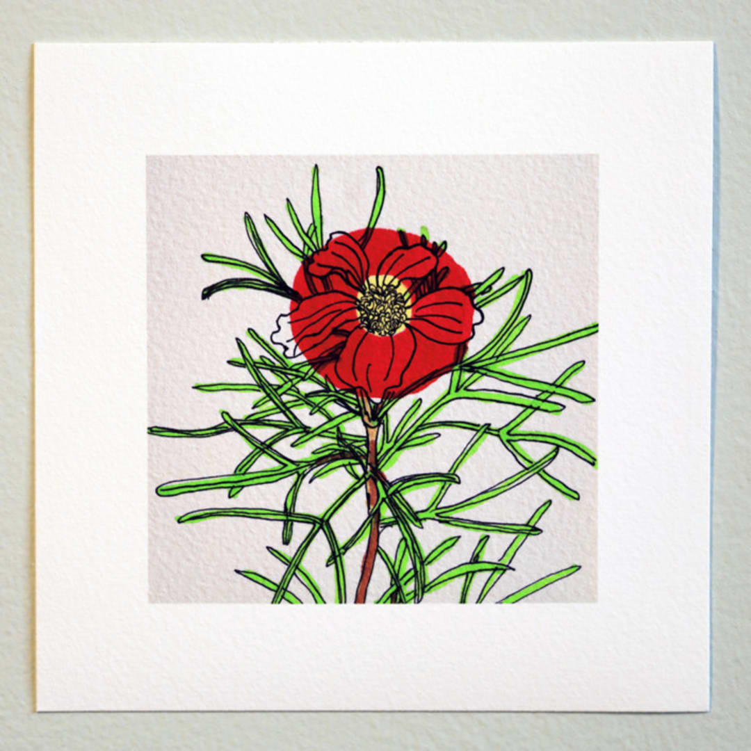 "Garden Sketch Cosmos" - Limited Edition Fine Art Print in red by Janie Allen