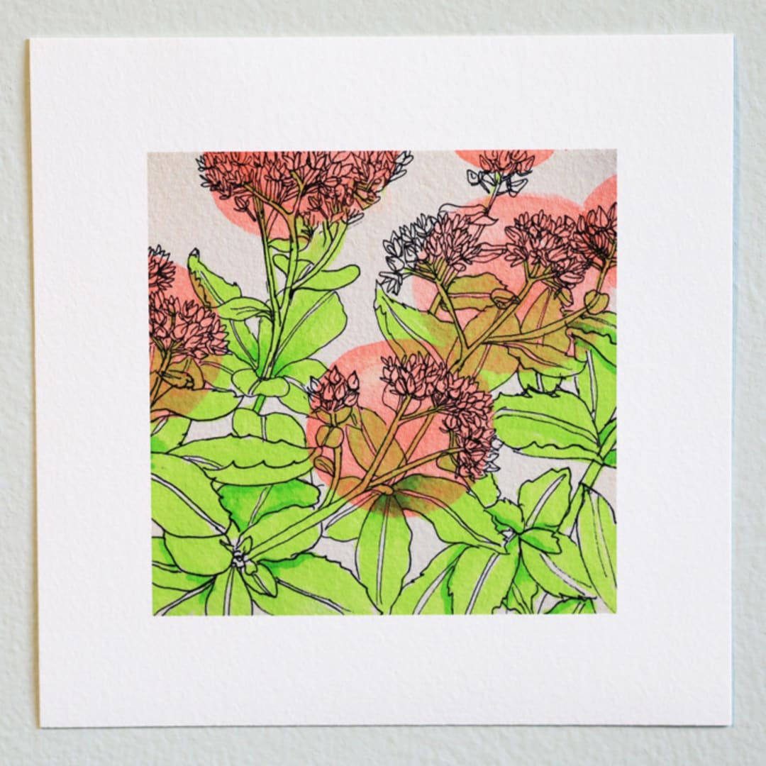 "Garden Sketch Sedum" - Limited Edition Fine Art Print in pink by Janie Allen