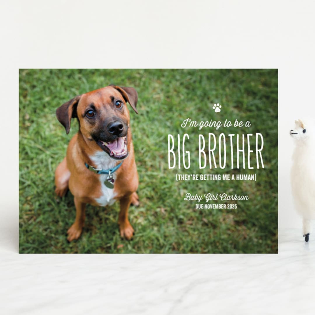 "From your furry first-born" - Birth Announcements in Lily by Lea Delaveris - Front