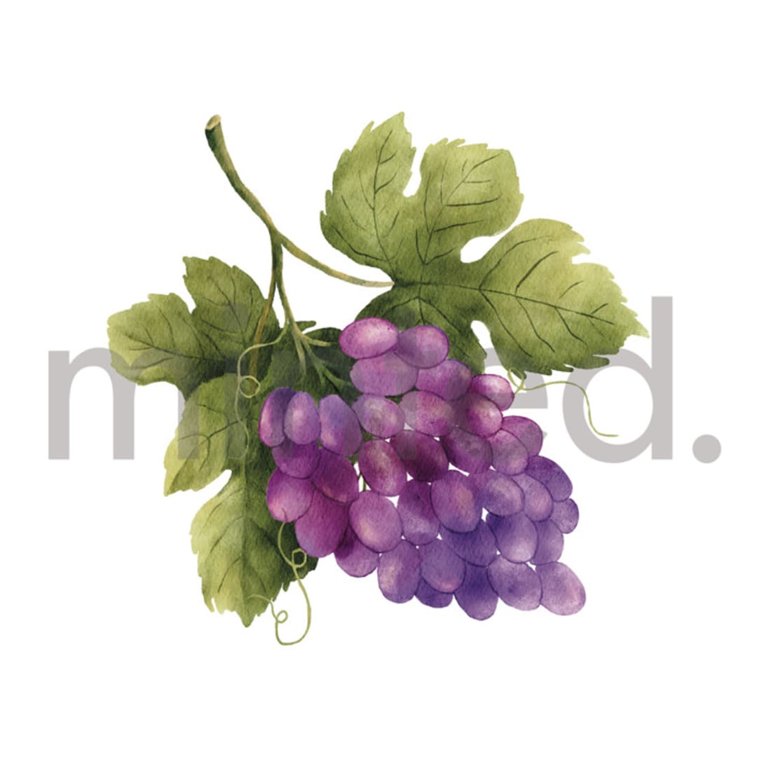 "Grapes" - Design Element in Grape by Elly - Design Element