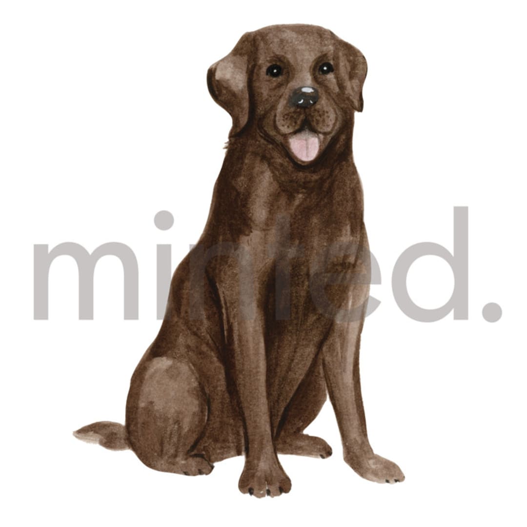 "Chocolate Labrador" - Design Element in white by Sarah Knight - Design Element