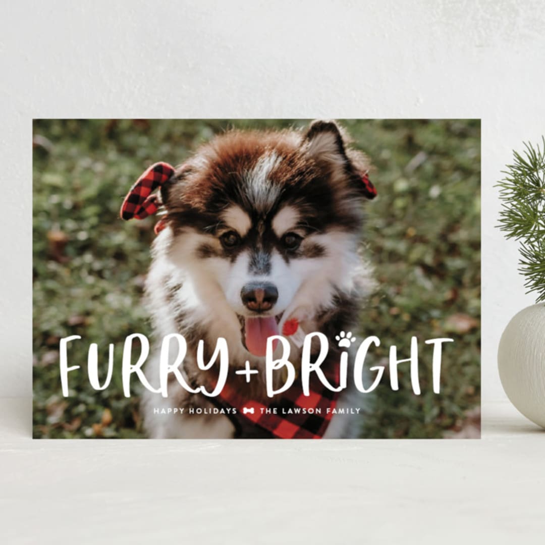"Bright & Furry" - Holiday Cards in Winter by Ashley Rosenbaum - Front