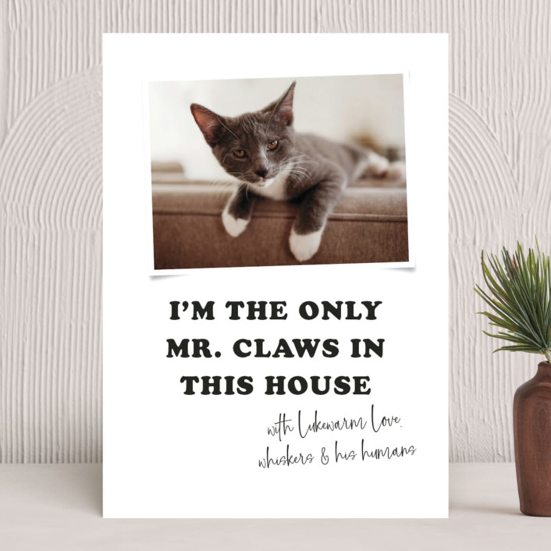 "Mr. Claws" - Holiday Cards in Tuxedo by Anna Elder - Front