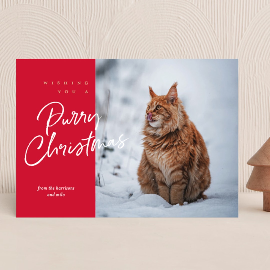 "purry christmas" - Holiday Cards in Holiday by Eric Clegg - Front