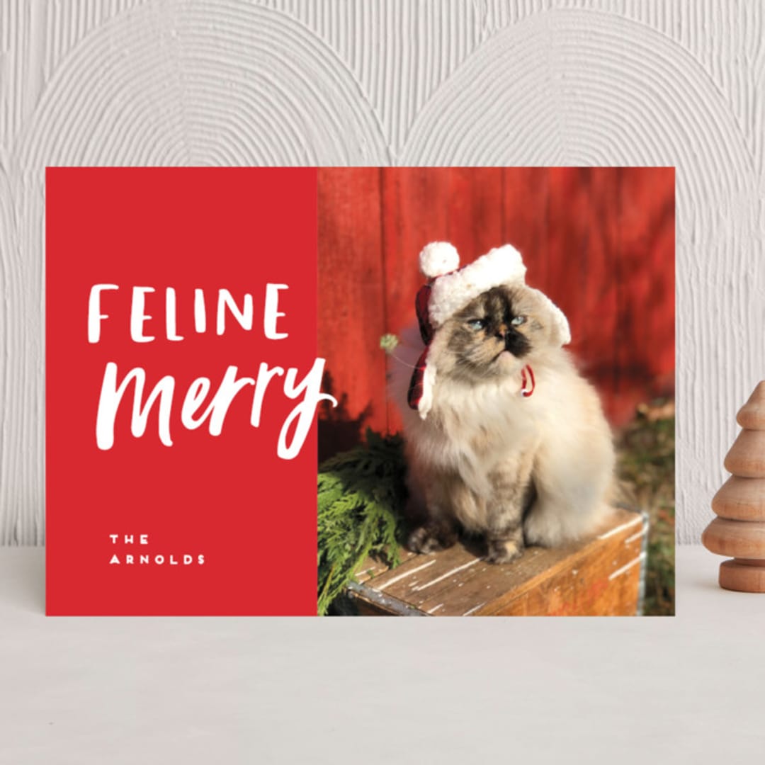 "Feline Merry" - Holiday Cards in Santa Suit by Chryssi Tsoupanarias - Front