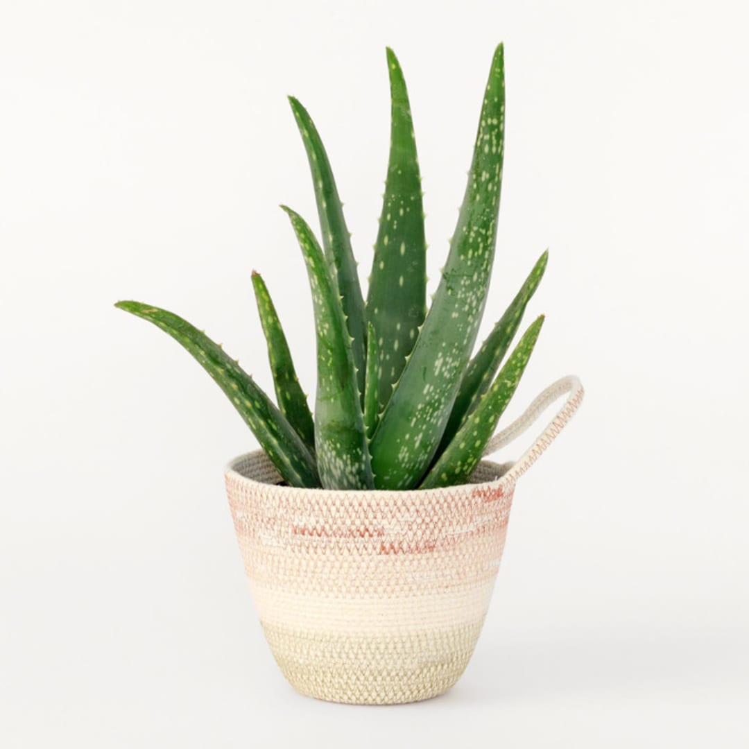 "Desert Flower Small Rope Plant Holder" - Decorative Storage in multicolor by Moriah Okun