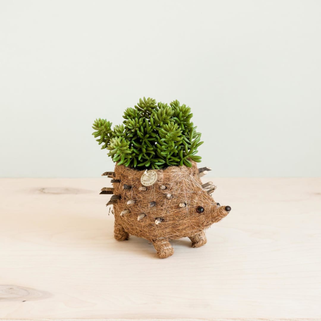 "Baby Hedgehog Planter" - Planters in brown by LIKHA